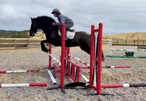 Eyecatching mare with lots of potential 