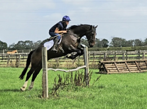 Quality Hunter / Alrounder 