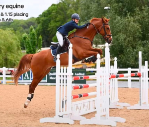 Big scopey chestnut gelding, jumped to 1.15s!