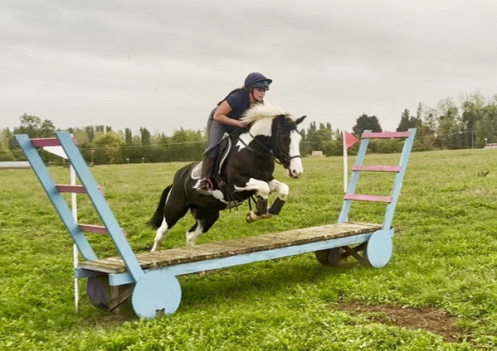 Sporty allrounder pony