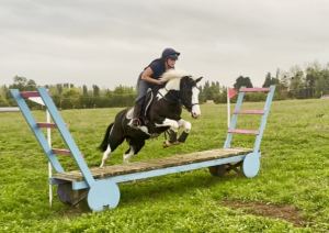 Sporty allrounder pony 