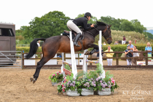 Quality middleweight 16.2hh 6yrold Bay mare 