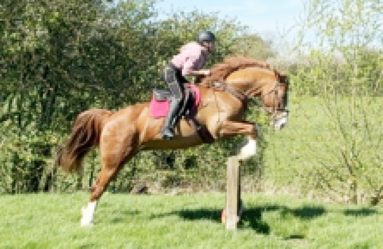 16.2hh Chestnut Gelding – 2019