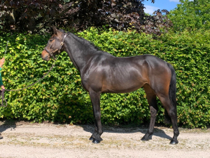 Quality Forward Thinking Mare