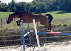 Lovely horse with very bright future 