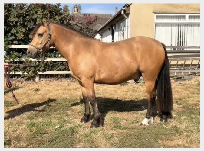 Stunning Welsh Sec C 3yr old