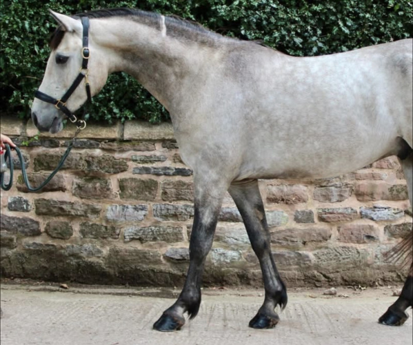 Fabulous 4yo 15hh Connemara Gelding