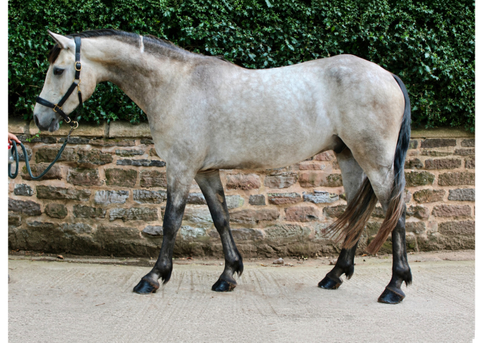 Fabulous 4yo 15hh Connemara Gelding