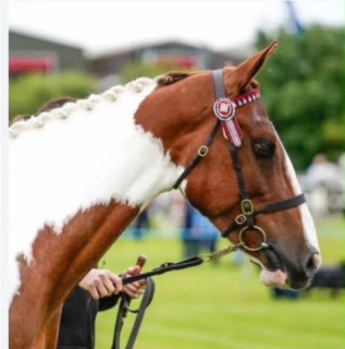 ✨ STAR — 15.3hh Skewbald Mare ✨