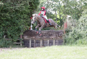 Exceptional 14.2hh