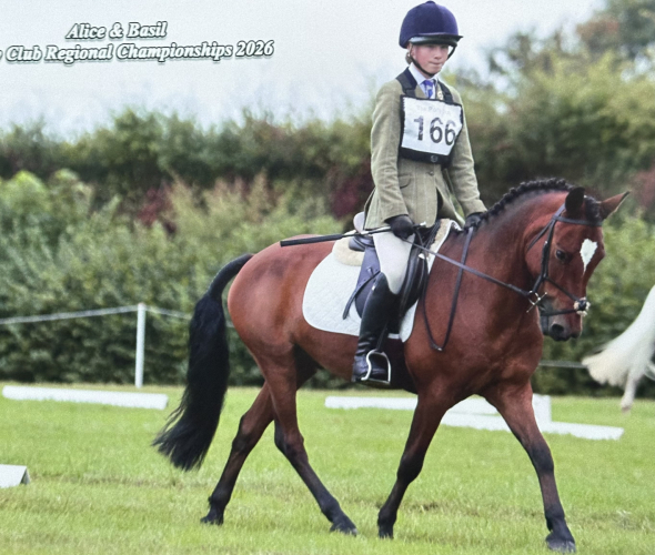 Super NF Competition Pony
