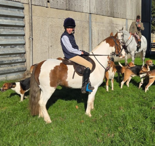 Fabulous Hunting Pony