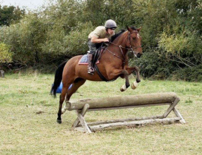 Young, safe and fun horse with perfect attitude