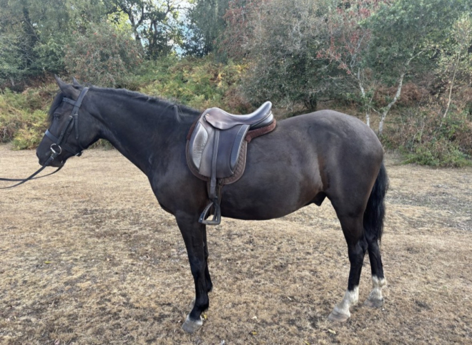 Superstar 4y New Forest Pony