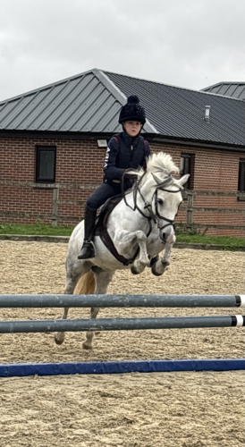 Fun, competitive pony club pony