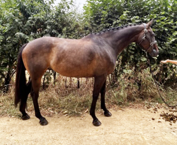 Allrounder / hunter