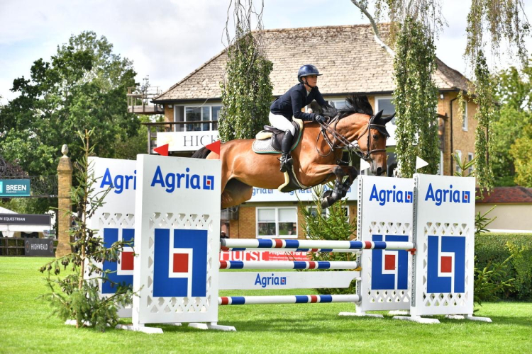 Beautiful, modern, young showjumper with all the attributes to make a serious horse for the future
