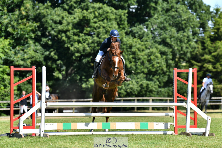 Smart and genuine gelding