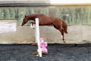 Irish talented filly 