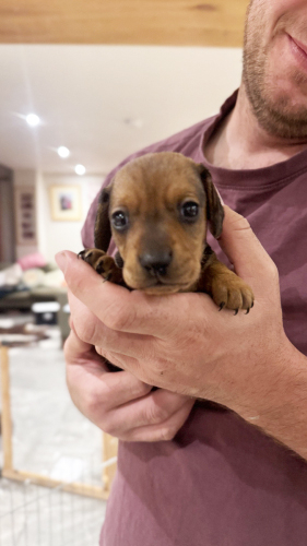 KC reg Miniature Dachshund puppies x3 boys