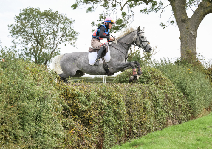 Stunning grey sports horse mare
