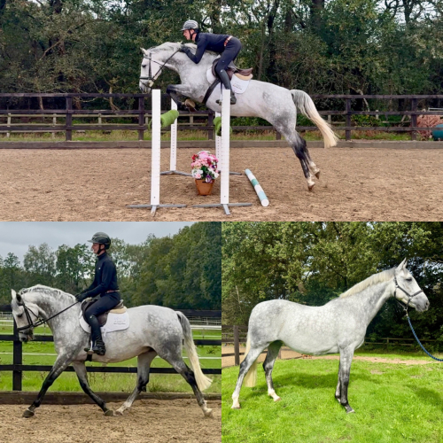 STUNNING HOMEBRED ALLROUNDER