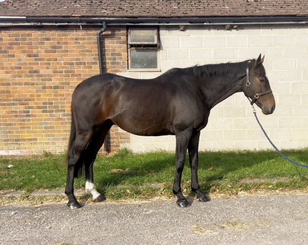 Quality TB sport horse