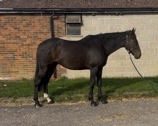 Quality TB sport horse