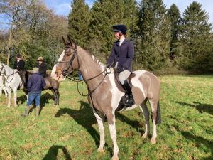 Quality Hunter/Allrounder 