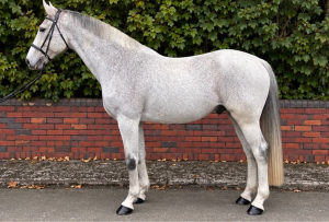 Schoolmaster gent & novice ride 