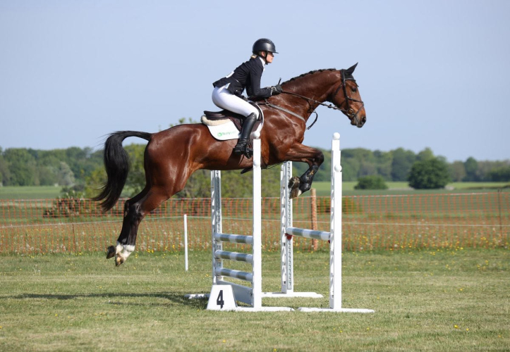 Talented Young Event Horse