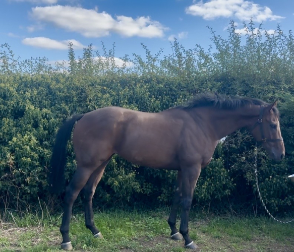 Smart ROR gelding