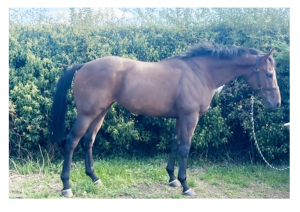 Smart ROR gelding 