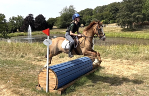 13.2 chestnut gelding 