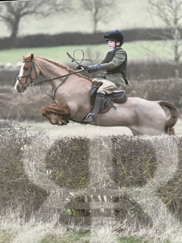 13.2 chestnut gelding