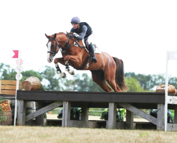 Quality all rounder sport horse