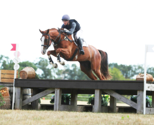 Quality all rounder sport horse