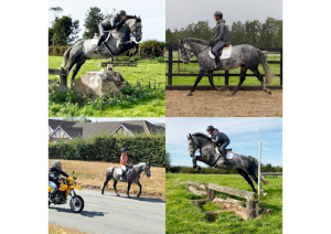 IRISH DRAUGHT ALLROUNDER 