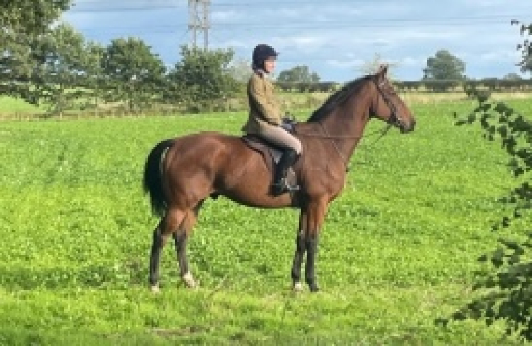 Easy Hunter/ Hunt Staff Horse/All-Rounder