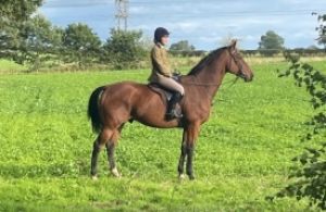 Easy Hunter/ Hunt Staff Horse/All-Rounder