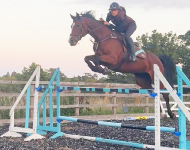 Gorgeous 9yo mare with outstanding technique
