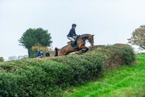 Gorgeous 9yo mare with outstanding technique 