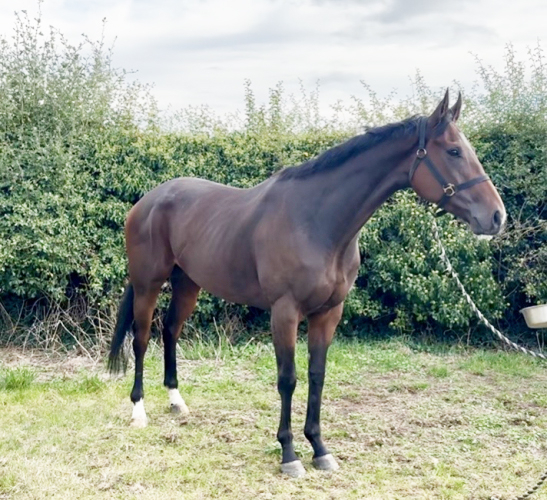 Mango young ROR FILLY