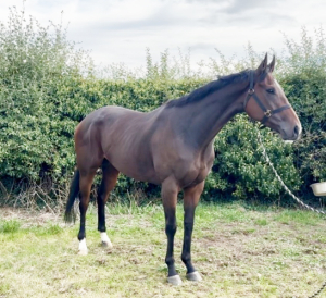Mango young ROR FILLY 