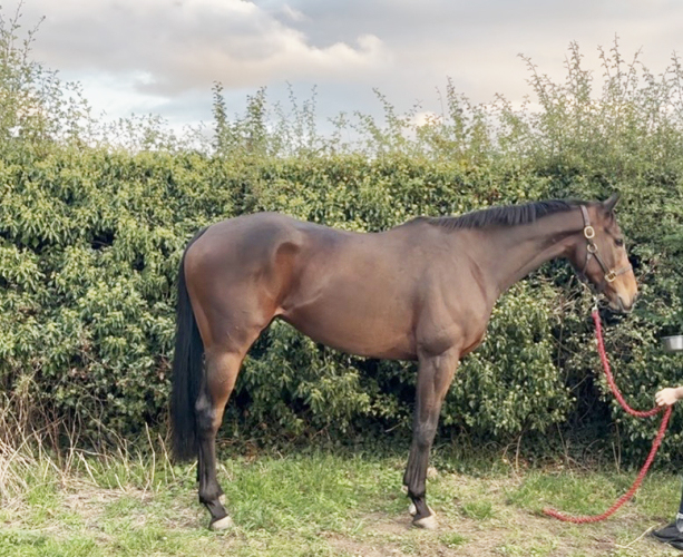 16.2 gelding ROR eligible