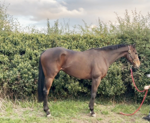 16.2 gelding ROR eligible 
