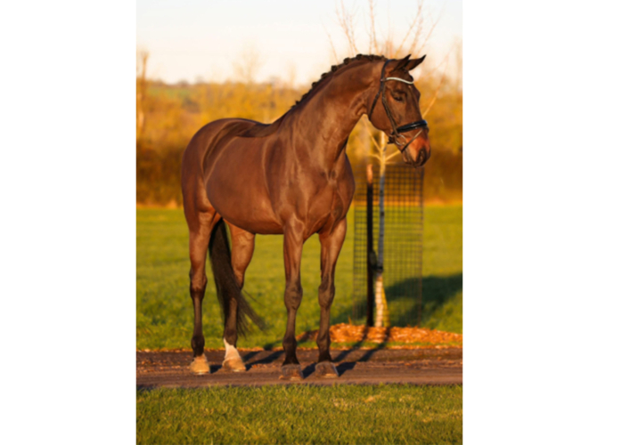 Dressage Yard | Live In or Out Groom Position Available