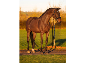 Dressage Yard | Live In or Out Groom Position Available 