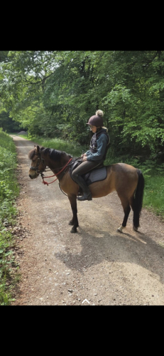 Loving family pony