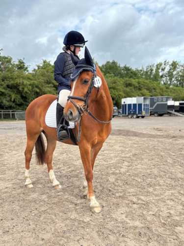 Beautiful Family Pony Harry